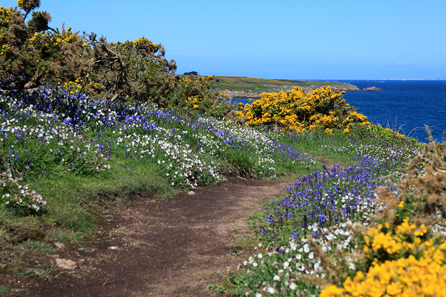 Chemin de bord de côte